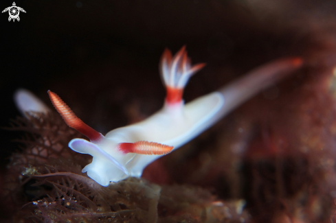 A Nudibranch