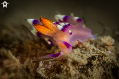 A Coryphellina exoptata nudibranch