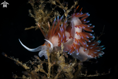 A Cratena nudibranch