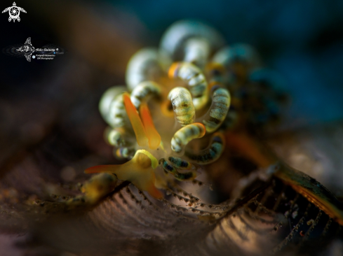 A Trnchesia sp. | Sea Slug