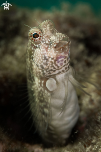 A Gobi fish