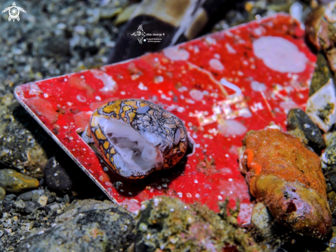 A Napoleon snake eel 