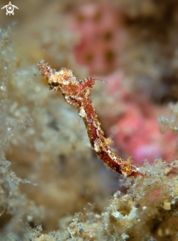 A Pipe Fish