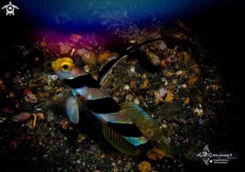 A Yellow Nose Shrimp Goby