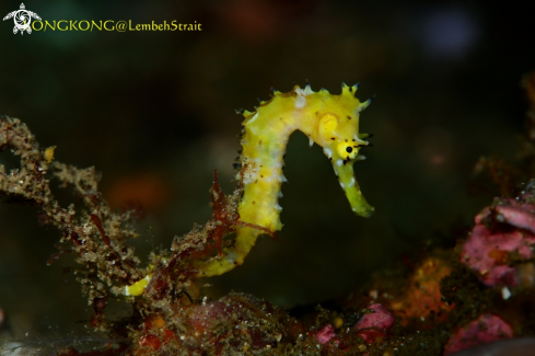 A Common Seahorse