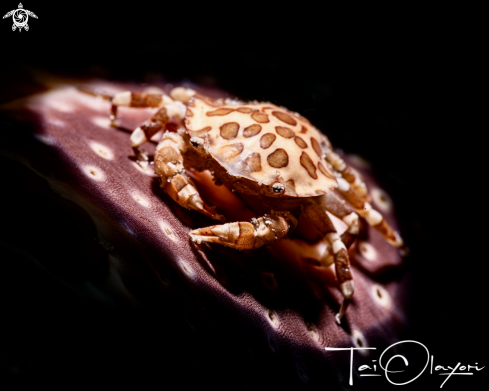 A Harlequin crab