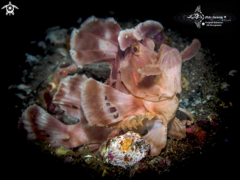 A Rhinopias eschmeyeri (Condé, 1977) | Rinopias