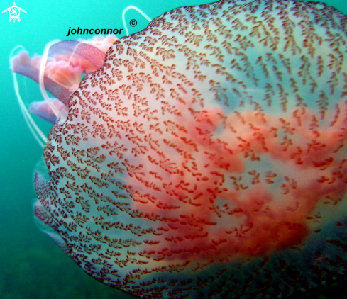 A Pelagia noctiluca | Méduse Pélagique