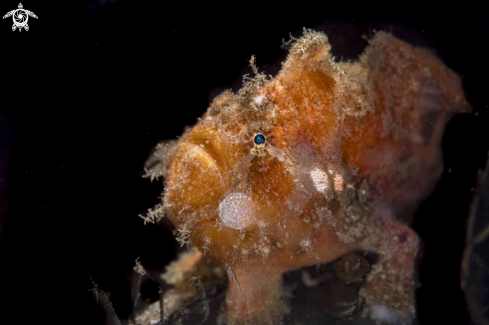 A Warty Frogfish