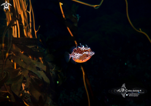 A Aracana aurita (Shaw, 1798) | Shaw's Cowfish