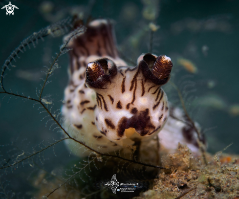 A Jorunna rubescens (Bergh, 1876) | Nudibranch