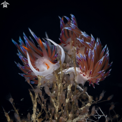 A Cratena nudibranch 