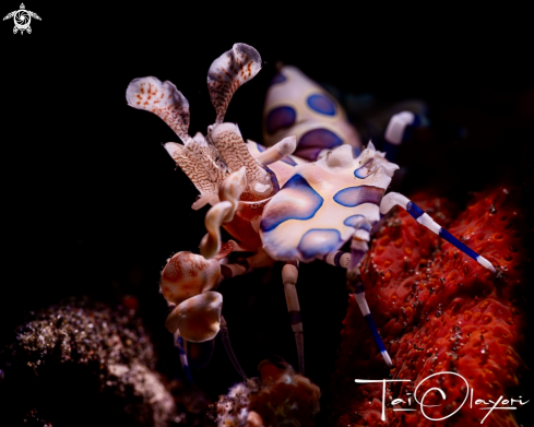 A Harlequin shrimp