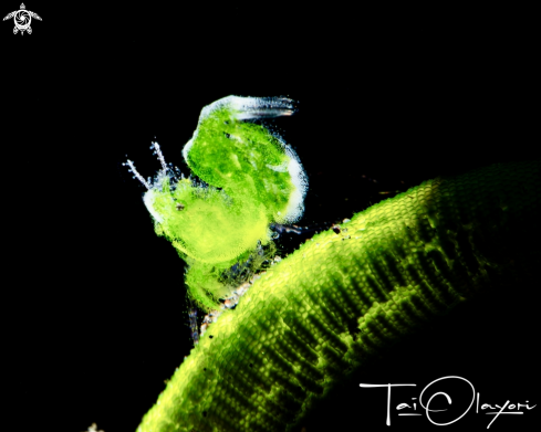 A Algae shrimp