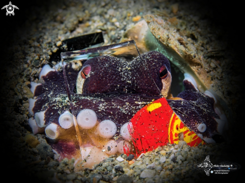 A Amphioctopus marginatus (Taki, 1964)  | Coconut 