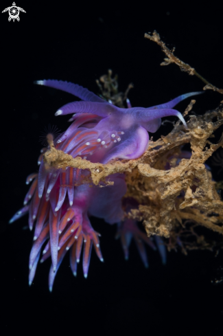 A Flabellina nudibranch