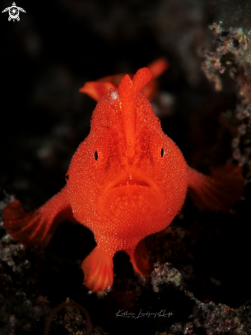 A Juvenile Painted Frogfish 