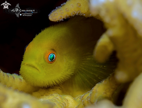A Paragobiodon xanthosoma (Bleeker 1852) | Emerald Eyes Coral Goby