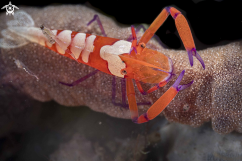 A Emperor Shrimp