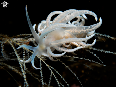 A Phyllodesmium iriomotense Baba, 1991 | Sea Slug - 45 mm