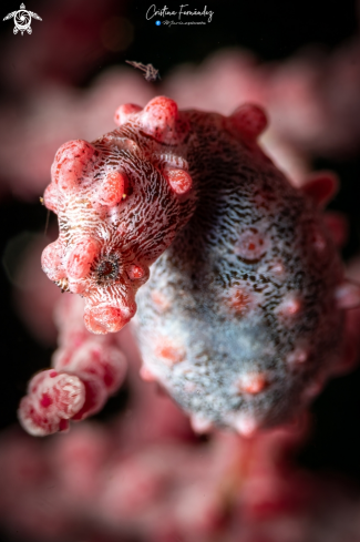 A Pygmy seahorse