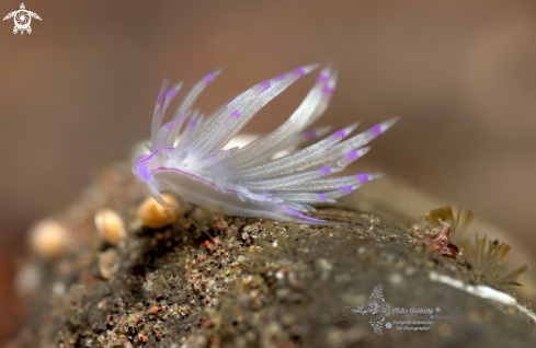 A Purple-line Unidentia (20mm)