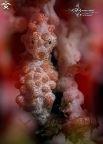 A Pygmy Seahorse