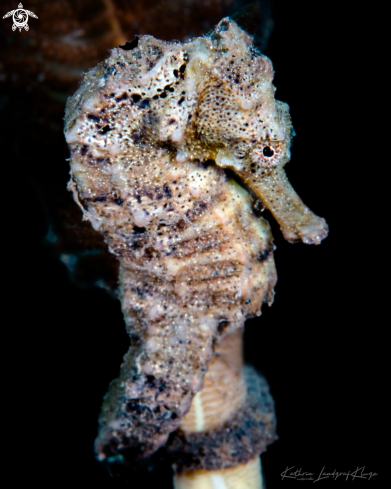 A Beautiful Seahorse 