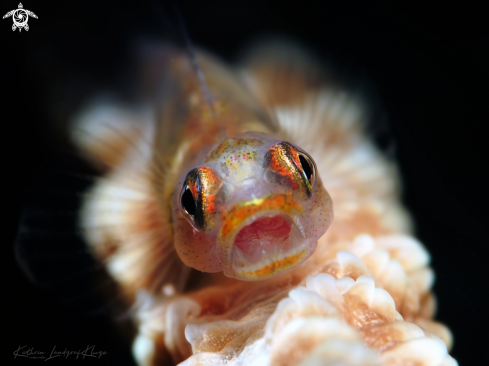 A Wire Coral Goby 