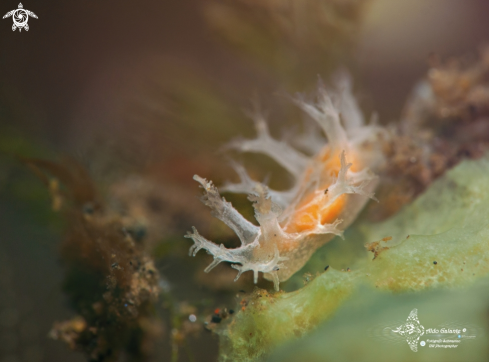 A Sea Slug (Less than 10 mm)