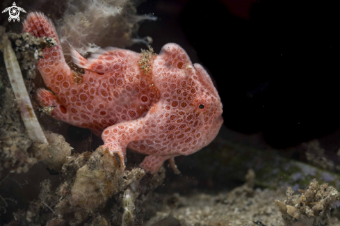 A Painted Frogfish