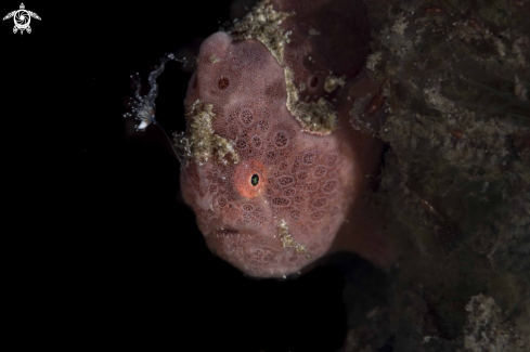 A Painted Frogfish