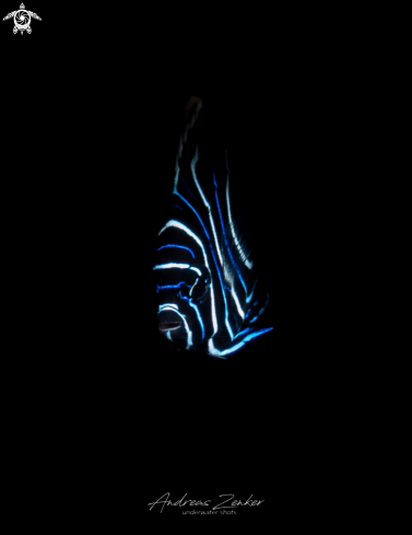 A Emperor Angelfish