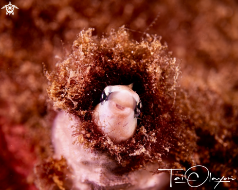 A Bluestriped Fangblenny