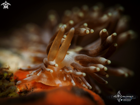 A Nudibranch