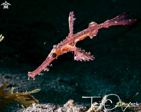 A Ghost pipefish