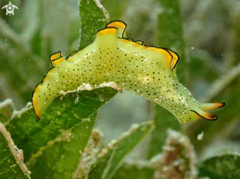 A Sea Slug