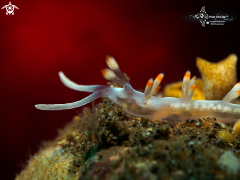 A Flabellina Bicolor - Aeolid Nudibranch (15 mm/0.59 Inch)