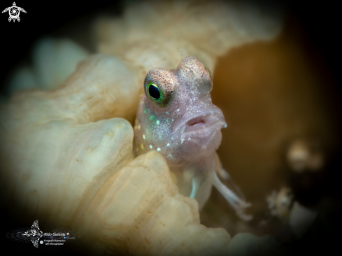 A Blenny