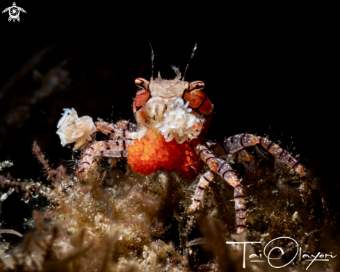 A Mosaic Crab