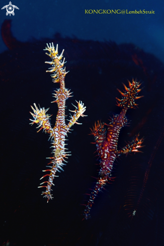 A Ornate Ghost Pipefish