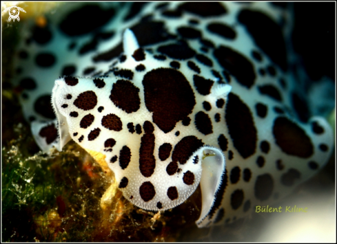 A Nudi