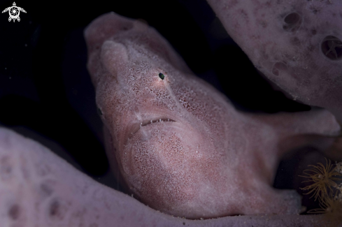 A Giant Frogfish