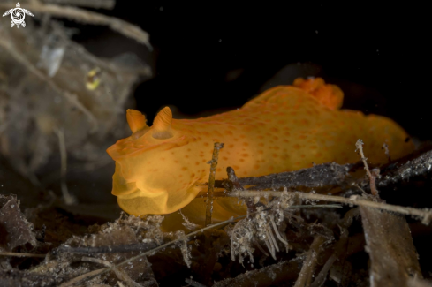 A Gymnodoris inornata