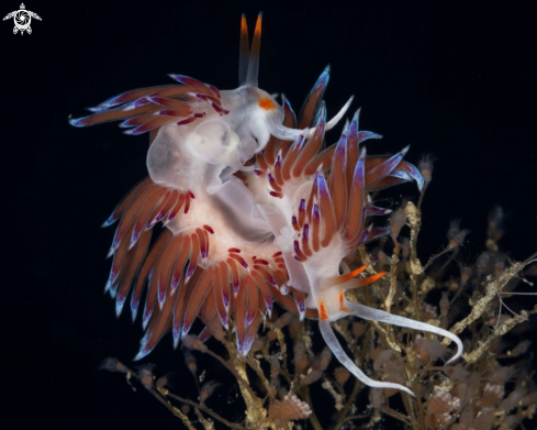 A Cratena nudibranch 