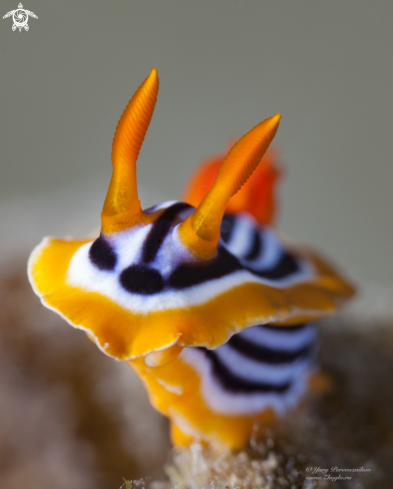 A Nudi