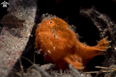 A Painted Frogfish