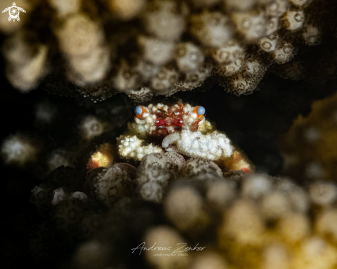 A Blue-Eyed Coral Crab