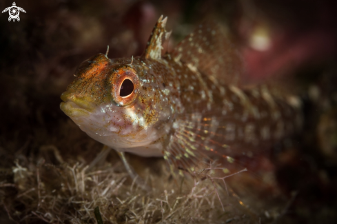 A Peperoncino fish