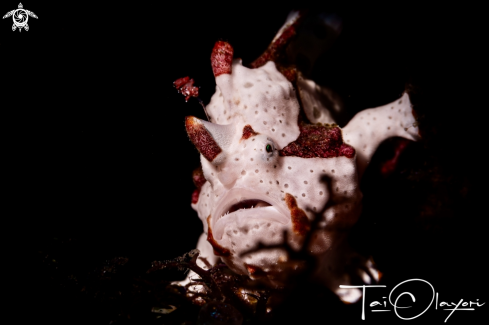 A Warty frogfish